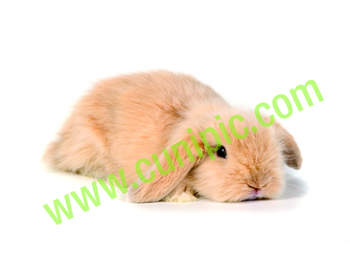 Conejo Belier Angora Crema